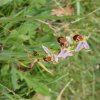 OPHRYS ABEILLE.Je l’ai photographié chez ma voisine le 10 Juin dernier. Ces orchidées sauvages ont envahi le jardin de ma voisine.J’ai longtemps été curieuse de savoir à quoi elles ressemblaient.MELODIE LEGOFF